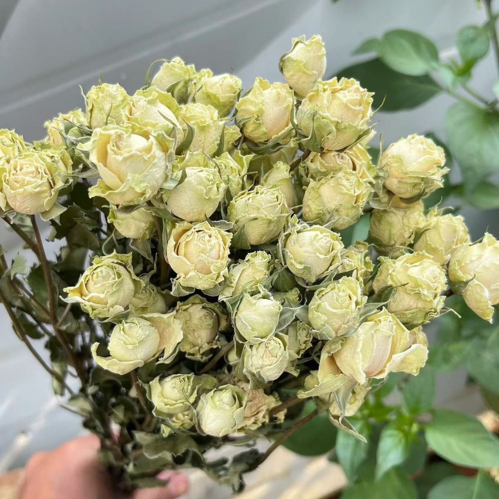 Натуральный букет из сухих роз – обзор и цена Resin Art Rose